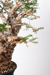 1014 発根済 Operculicarya Pachypus オペルクリカリア・パキプス