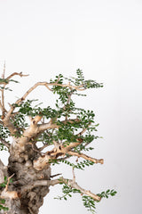 1014 発根済 Operculicarya Pachypus オペルクリカリア・パキプス