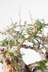 1014 発根済 Operculicarya Pachypus オペルクリカリア・パキプス