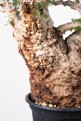 1014 発根済 Operculicarya Pachypus オペルクリカリア・パキプス