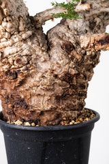 1014 発根済 Operculicarya Pachypus オペルクリカリア・パキプス