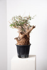 1014 発根済 Operculicarya Pachypus オペルクリカリア・パキプス