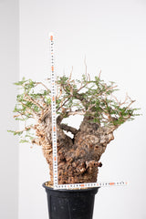 1014 発根済 Operculicarya Pachypus オペルクリカリア・パキプス