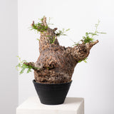 1015 発根済 Operculicarya Pachypus オペルクリカリア・パキプス