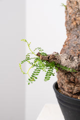 1015 発根済 Operculicarya Pachypus オペルクリカリア・パキプス