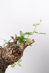 1015 発根済 Operculicarya Pachypus オペルクリカリア・パキプス