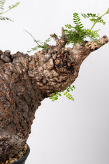 1015 発根済 Operculicarya Pachypus オペルクリカリア・パキプス