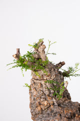 1015 発根済 Operculicarya Pachypus オペルクリカリア・パキプス