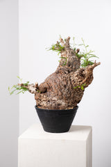 1015 発根済 Operculicarya Pachypus オペルクリカリア・パキプス