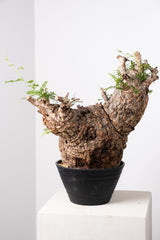 1015 発根済 Operculicarya Pachypus オペルクリカリア・パキプス