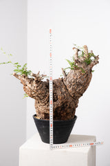 1015 発根済 Operculicarya Pachypus オペルクリカリア・パキプス