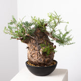 1016 発根済 Operculicarya Pachypus オペルクリカリア・パキプス