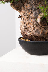 1016 発根済 Operculicarya Pachypus オペルクリカリア・パキプス