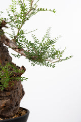 1016 発根済 Operculicarya Pachypus オペルクリカリア・パキプス