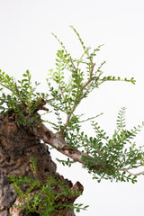 1016 発根済 Operculicarya Pachypus オペルクリカリア・パキプス