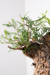 1016 発根済 Operculicarya Pachypus オペルクリカリア・パキプス