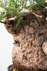 1016 発根済 Operculicarya Pachypus オペルクリカリア・パキプス