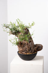 1016 発根済 Operculicarya Pachypus オペルクリカリア・パキプス