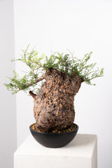 1016 発根済 Operculicarya Pachypus オペルクリカリア・パキプス