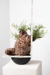 1016 発根済 Operculicarya Pachypus オペルクリカリア・パキプス