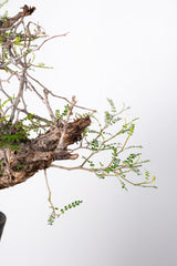 1017 発根済 Operculicarya Pachypus オペルクリカリア・パキプス