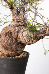 1017 発根済 Operculicarya Pachypus オペルクリカリア・パキプス