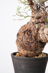 1017 発根済 Operculicarya Pachypus オペルクリカリア・パキプス