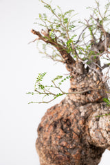 1017 発根済 Operculicarya Pachypus オペルクリカリア・パキプス