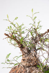 1017 発根済 Operculicarya Pachypus オペルクリカリア・パキプス