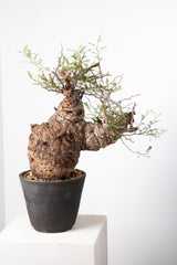 1017 発根済 Operculicarya Pachypus オペルクリカリア・パキプス