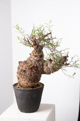 1017 発根済 Operculicarya Pachypus オペルクリカリア・パキプス