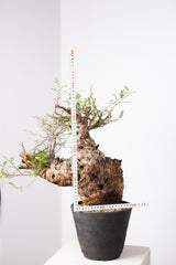 1017 発根済 Operculicarya Pachypus オペルクリカリア・パキプス