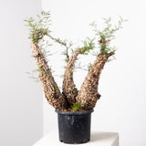 1018 発根済 Operculicarya Pachypus オペルクリカリア・パキプス