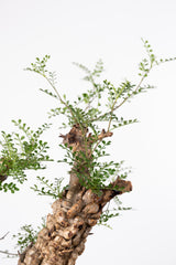 1018 発根済 Operculicarya Pachypus オペルクリカリア・パキプス