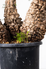 1018 発根済 Operculicarya Pachypus オペルクリカリア・パキプス