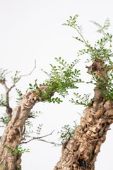 1018 発根済 Operculicarya Pachypus オペルクリカリア・パキプス