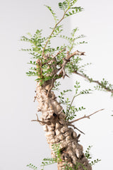 1018 発根済 Operculicarya Pachypus オペルクリカリア・パキプス