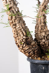 1018 発根済 Operculicarya Pachypus オペルクリカリア・パキプス