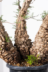 1018 発根済 Operculicarya Pachypus オペルクリカリア・パキプス