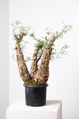 1018 発根済 Operculicarya Pachypus オペルクリカリア・パキプス