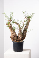 1018 発根済 Operculicarya Pachypus オペルクリカリア・パキプス