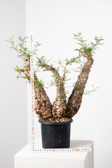 1018 発根済 Operculicarya Pachypus オペルクリカリア・パキプス