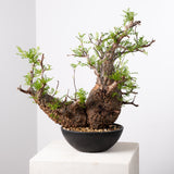 1019 発根済 Operculicarya Pachypus オペルクリカリア・パキプス