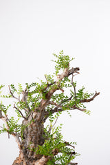 1019 発根済 Operculicarya Pachypus オペルクリカリア・パキプス