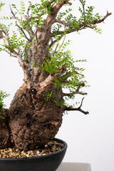 1019 発根済 Operculicarya Pachypus オペルクリカリア・パキプス