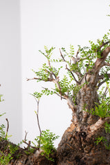 1019 発根済 Operculicarya Pachypus オペルクリカリア・パキプス