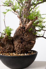 1019 発根済 Operculicarya Pachypus オペルクリカリア・パキプス