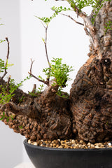 1019 発根済 Operculicarya Pachypus オペルクリカリア・パキプス