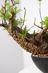 1019 発根済 Operculicarya Pachypus オペルクリカリア・パキプス