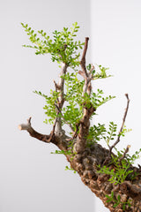 1019 発根済 Operculicarya Pachypus オペルクリカリア・パキプス